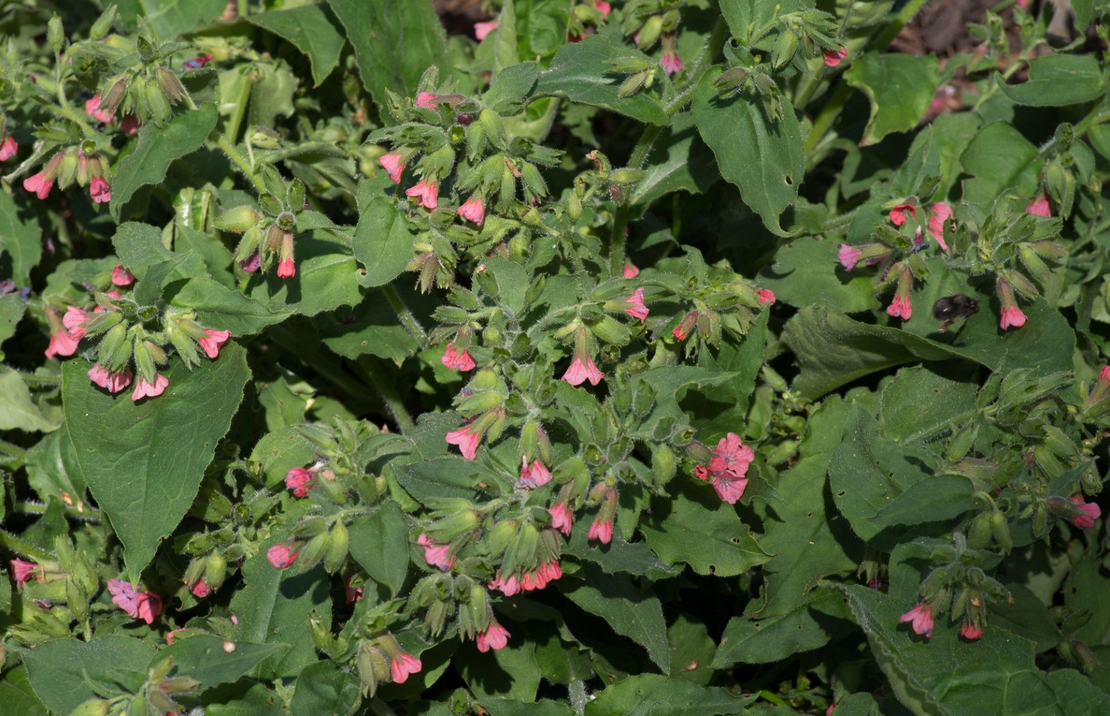 Royal Botanic Gardens, Kew