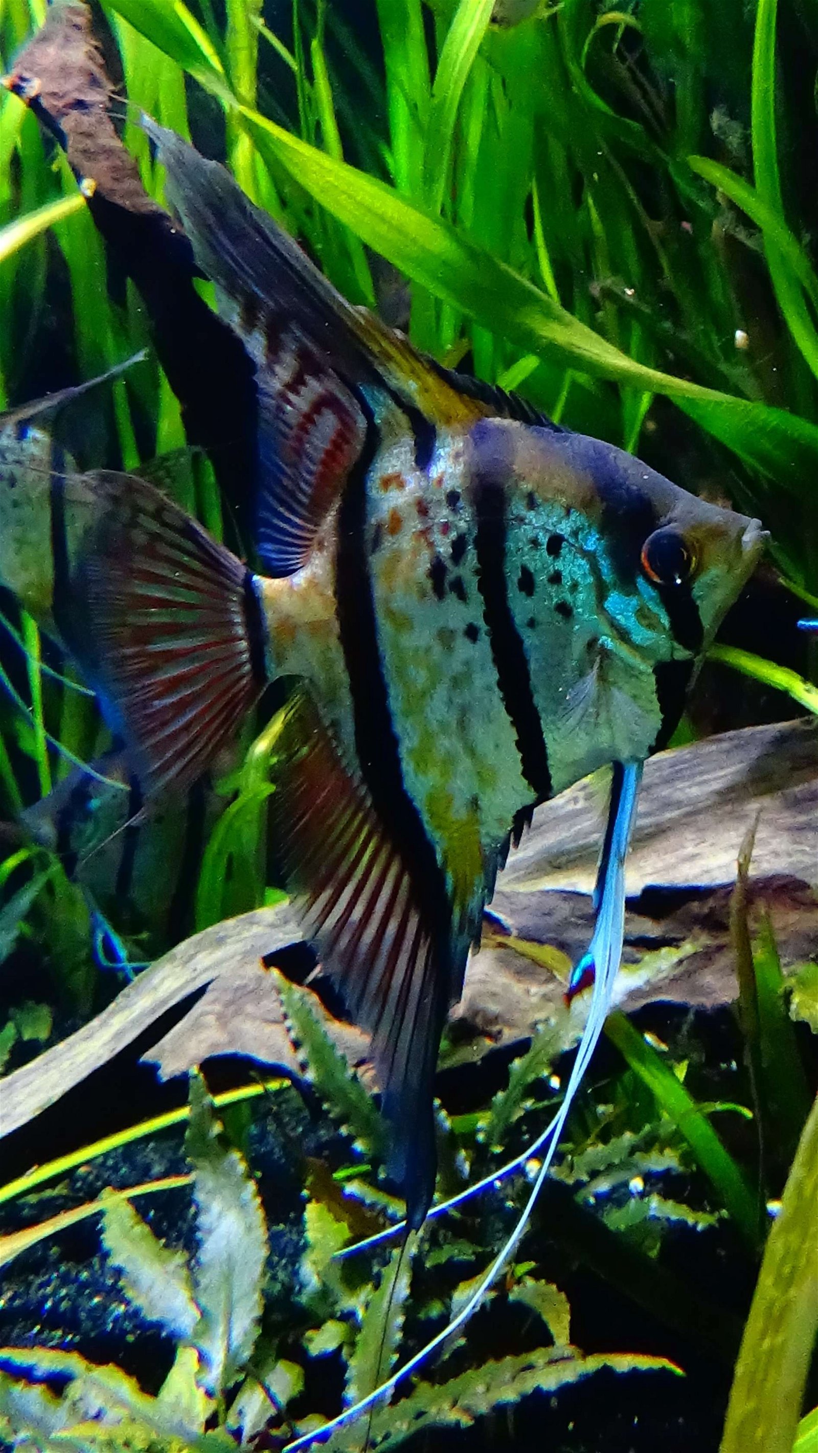 Aquarium de la Porte Dorée