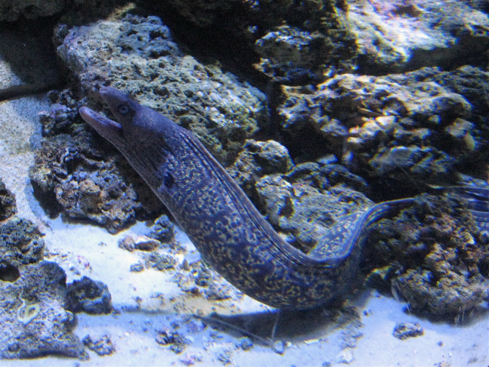 Aquarium de Paris - CineAqua