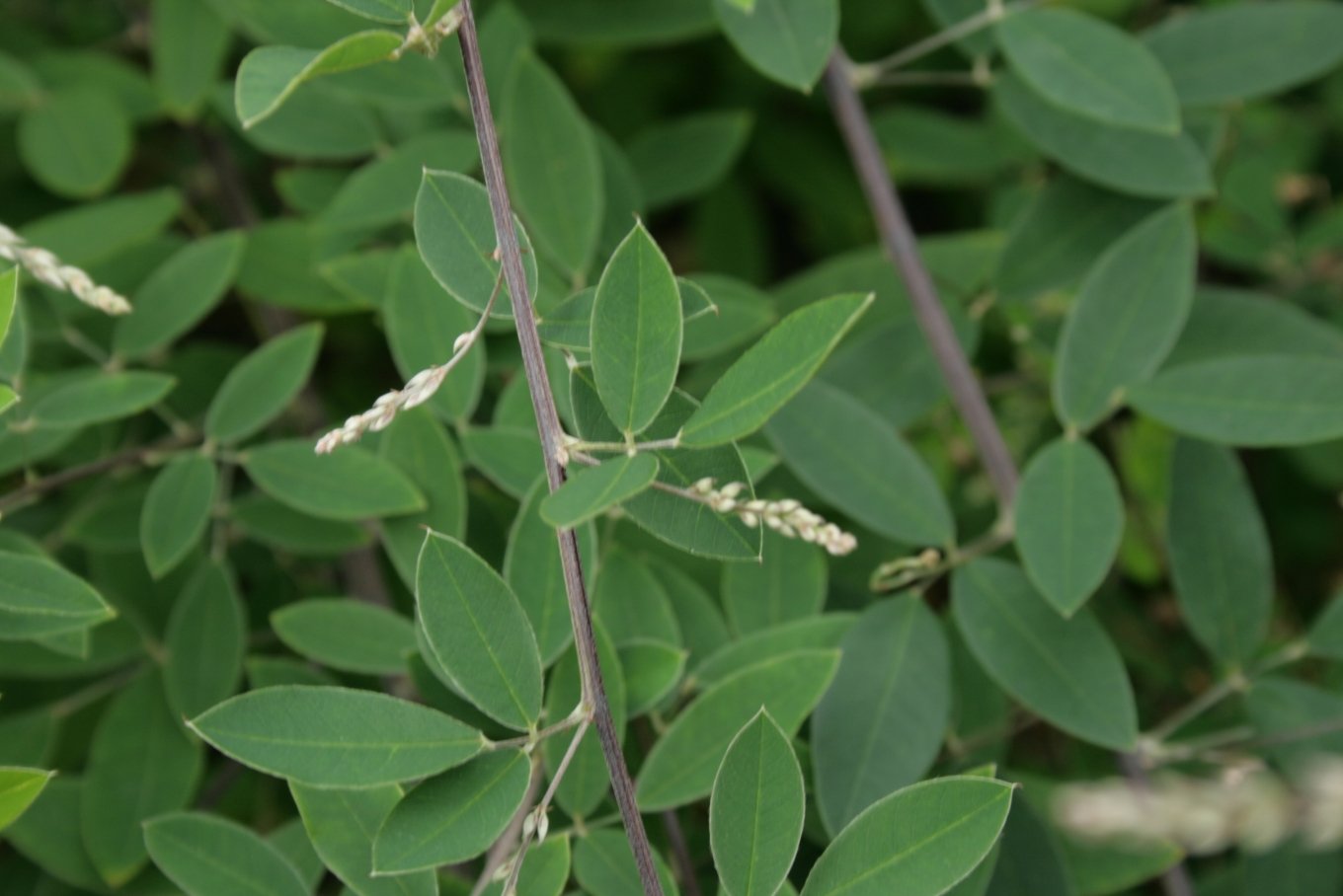 Aarhus Botanical Gardens