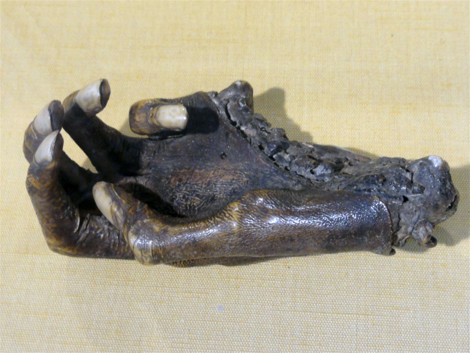 Norwich Castle Museum and Art Gallery