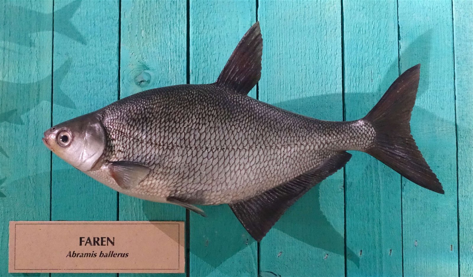 Swedish Museum of Natural History