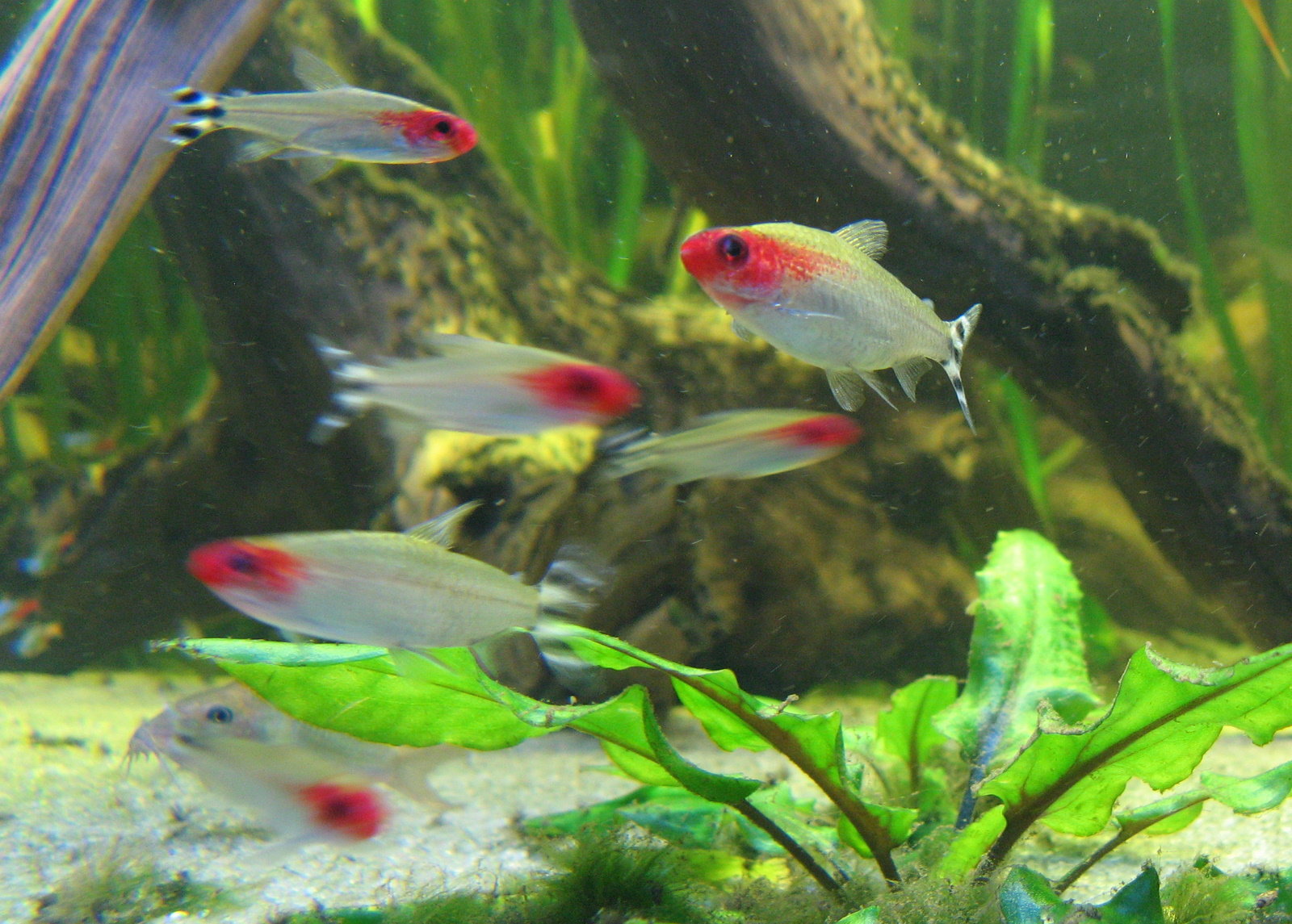 Aquatopia