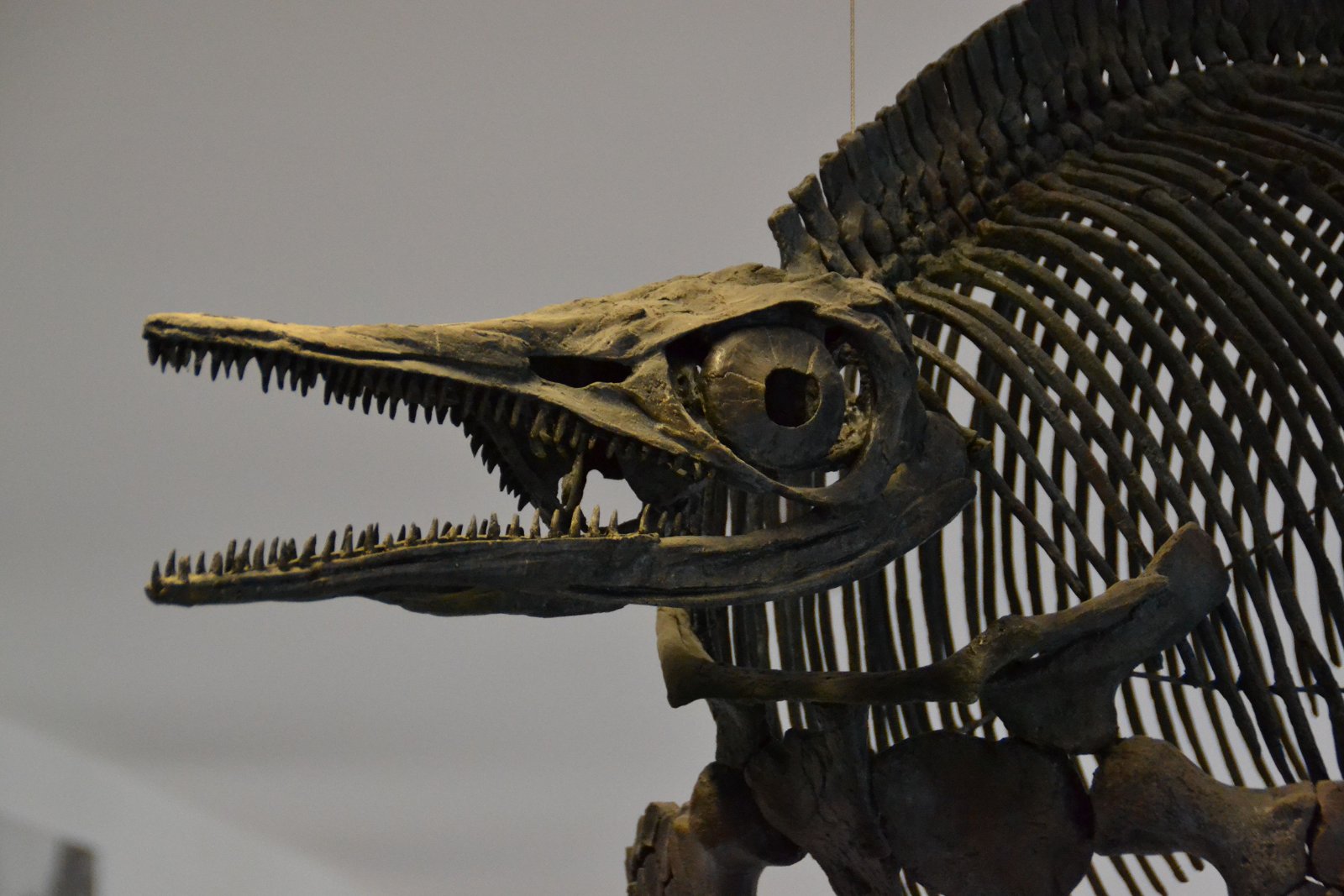 Paleontological Museum Munich