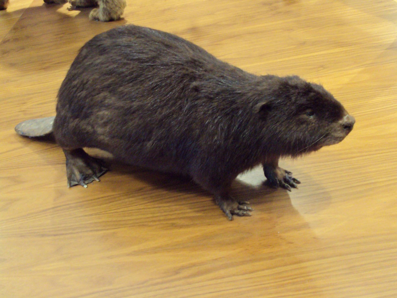 Kelvingrove Art Gallery and Museum