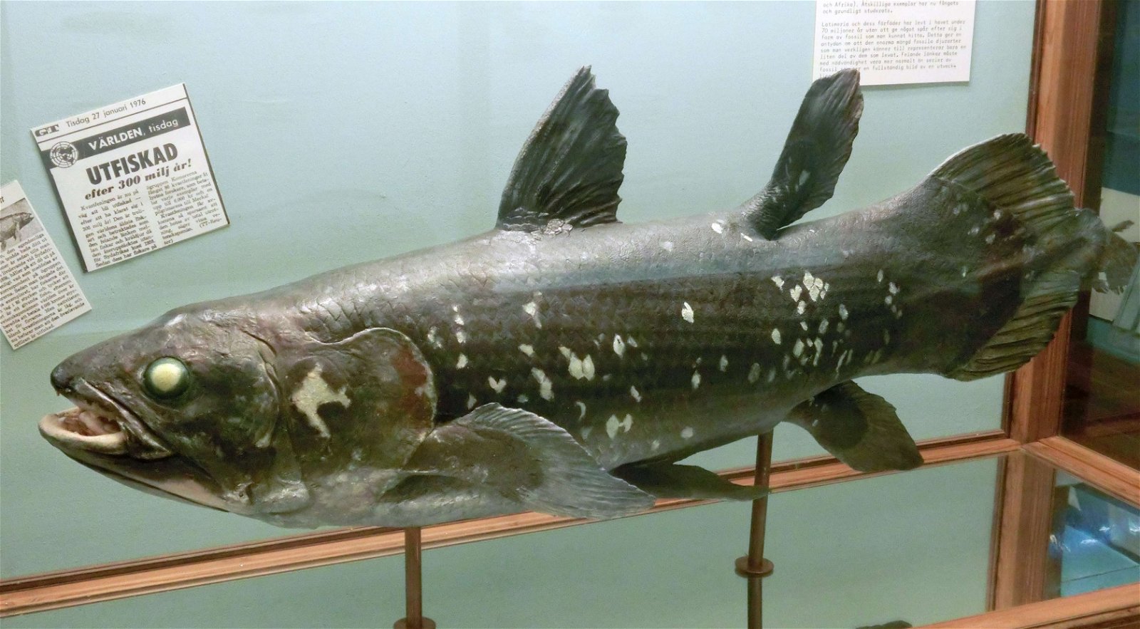 Göteborg Natural History Museum