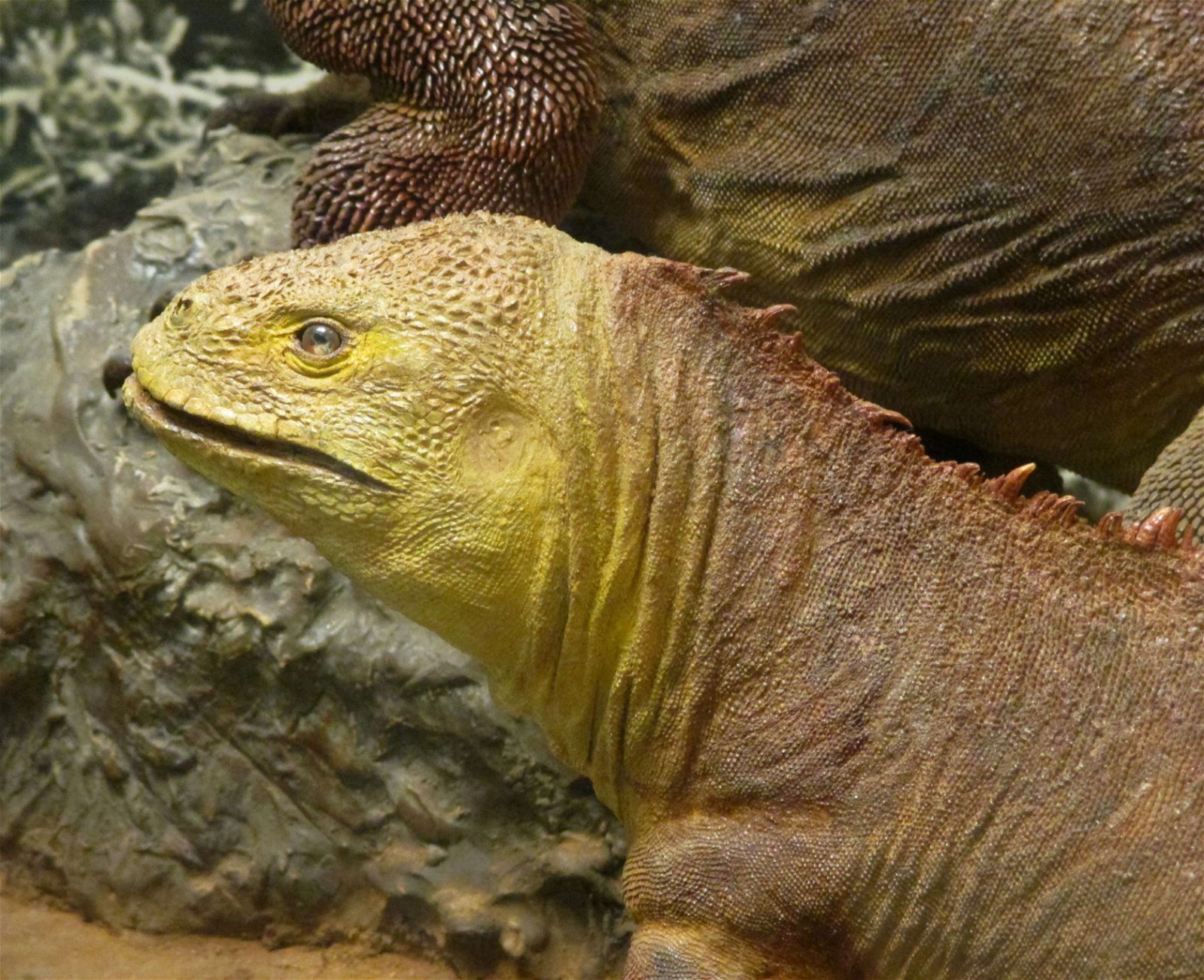 Göteborg Natural History Museum