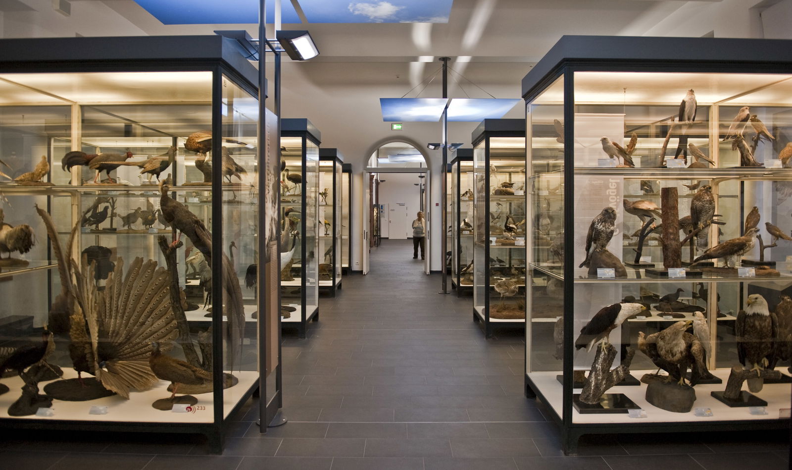Senckenberg Natural History Museum