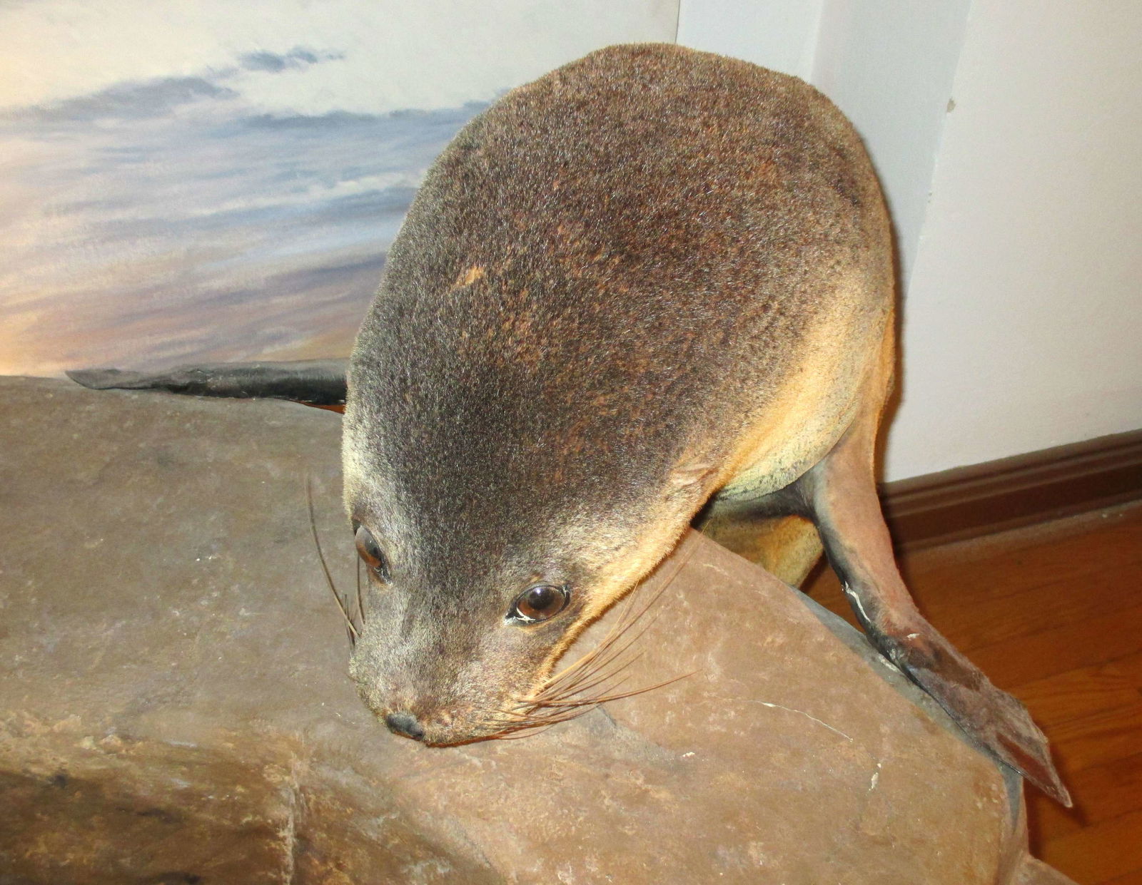 Göteborg Natural History Museum