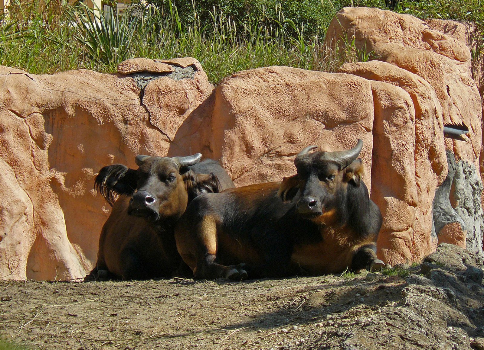 Budapest Zoo and Botanical Garden