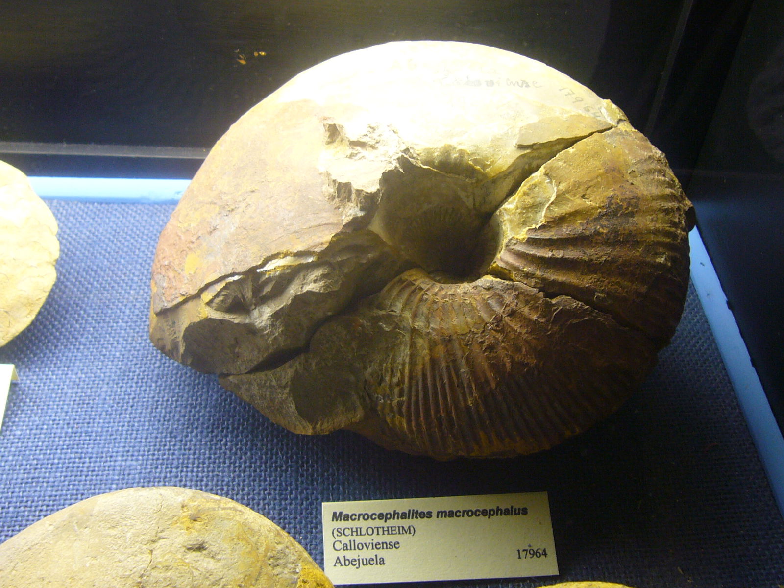 Museu Geologic del Seminari de Barcelona