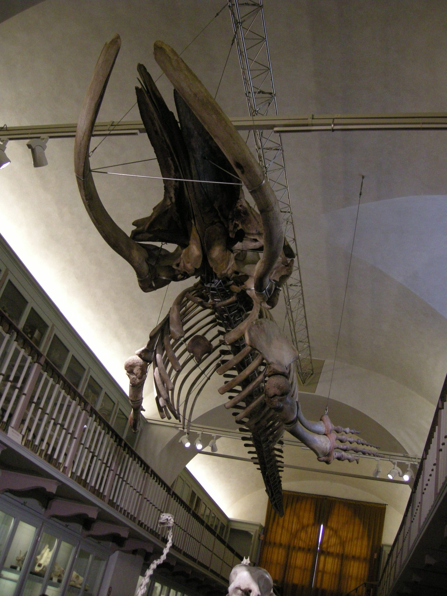 La Specola - Museum of Zoology and Natural History