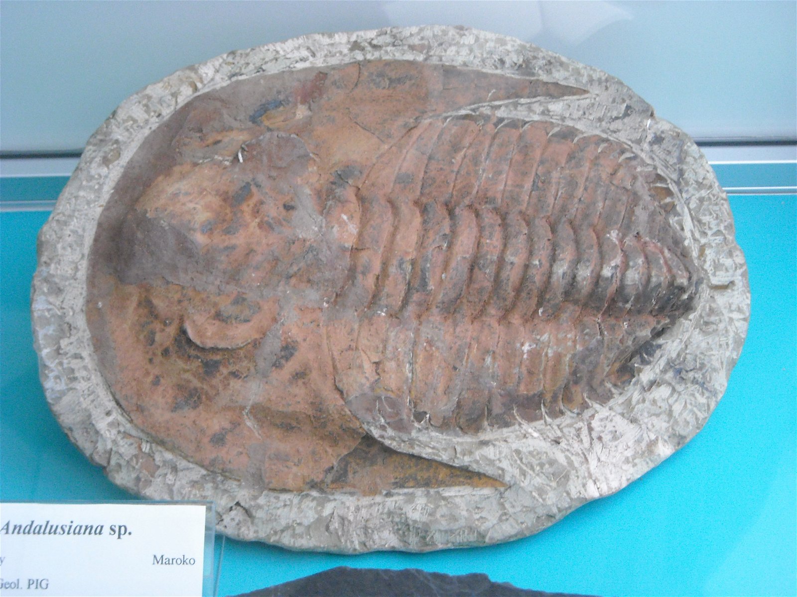 Geological Museum of the Polish Geological Institute