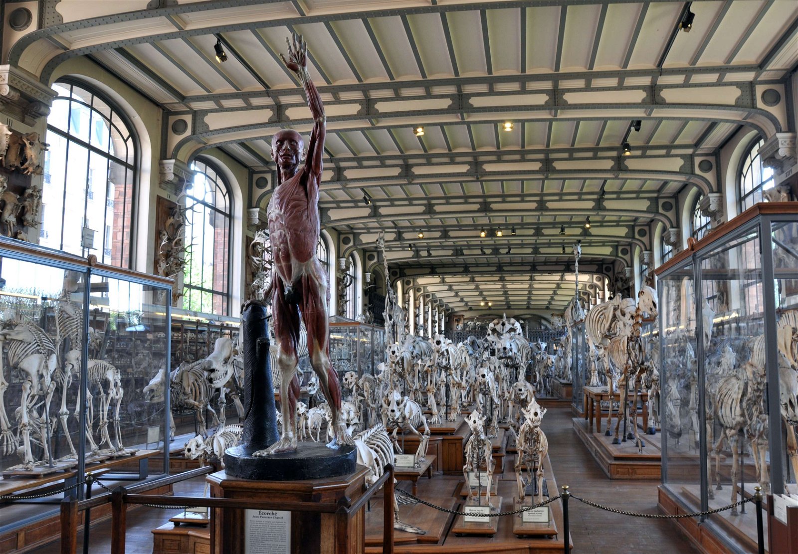 Gallery of Paleontology and Comparative Anatomy