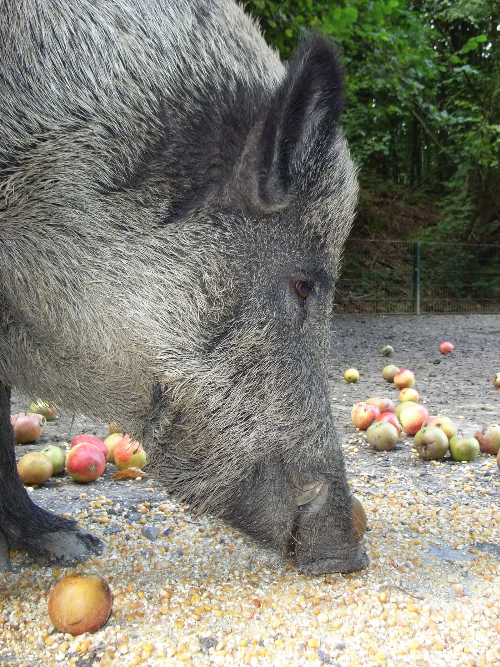 Heimat-Tierpark Olderdissen