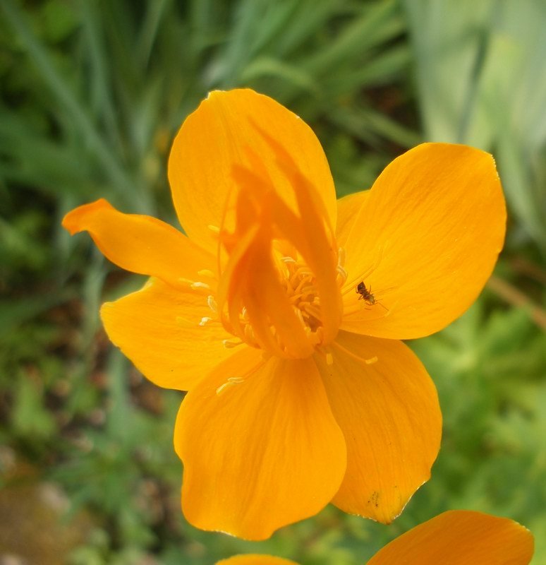University of Oxford Botanic Garden