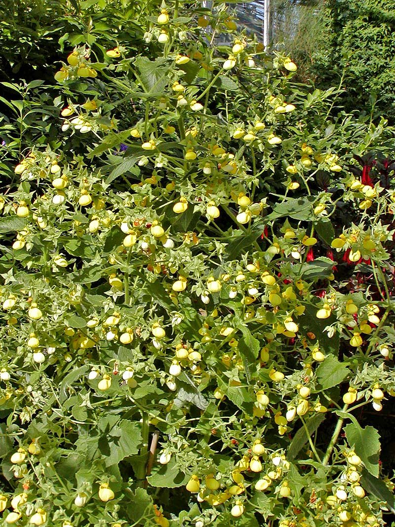 Aarhus Botanical Gardens