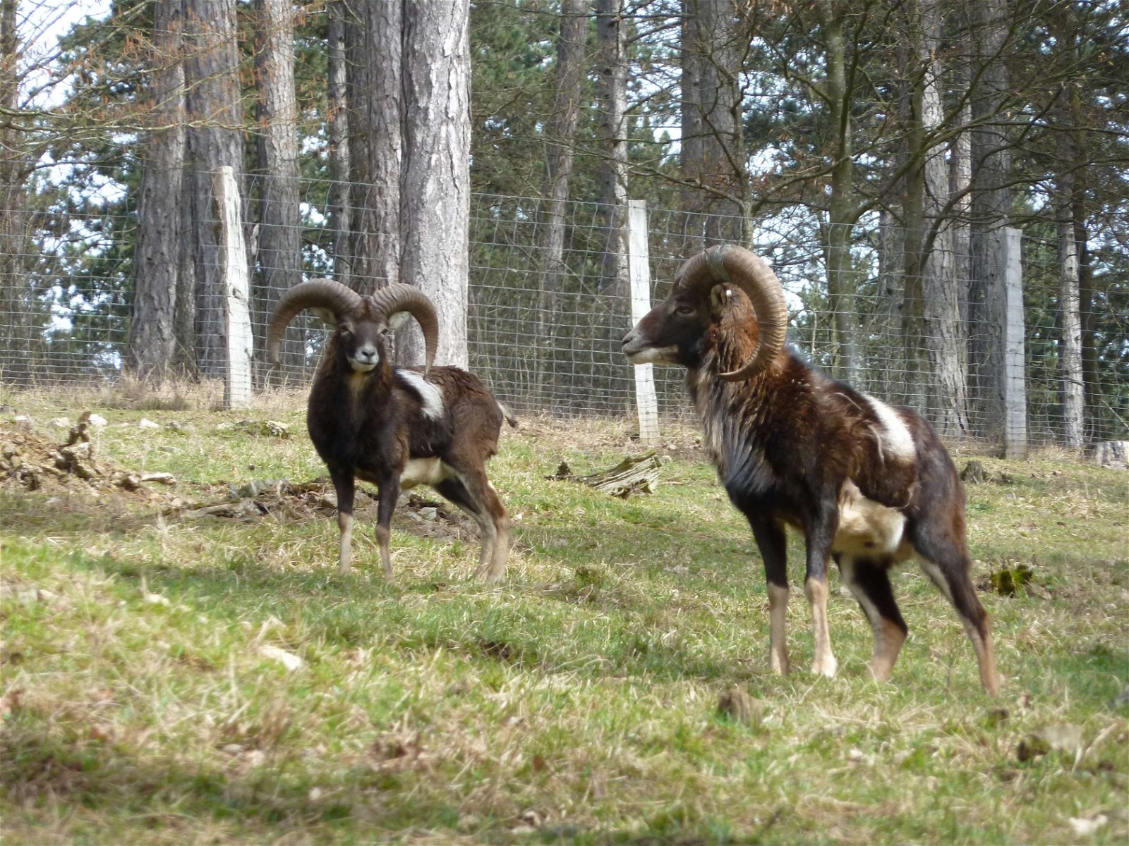 Wildpark - Domein van de Grotten van Han