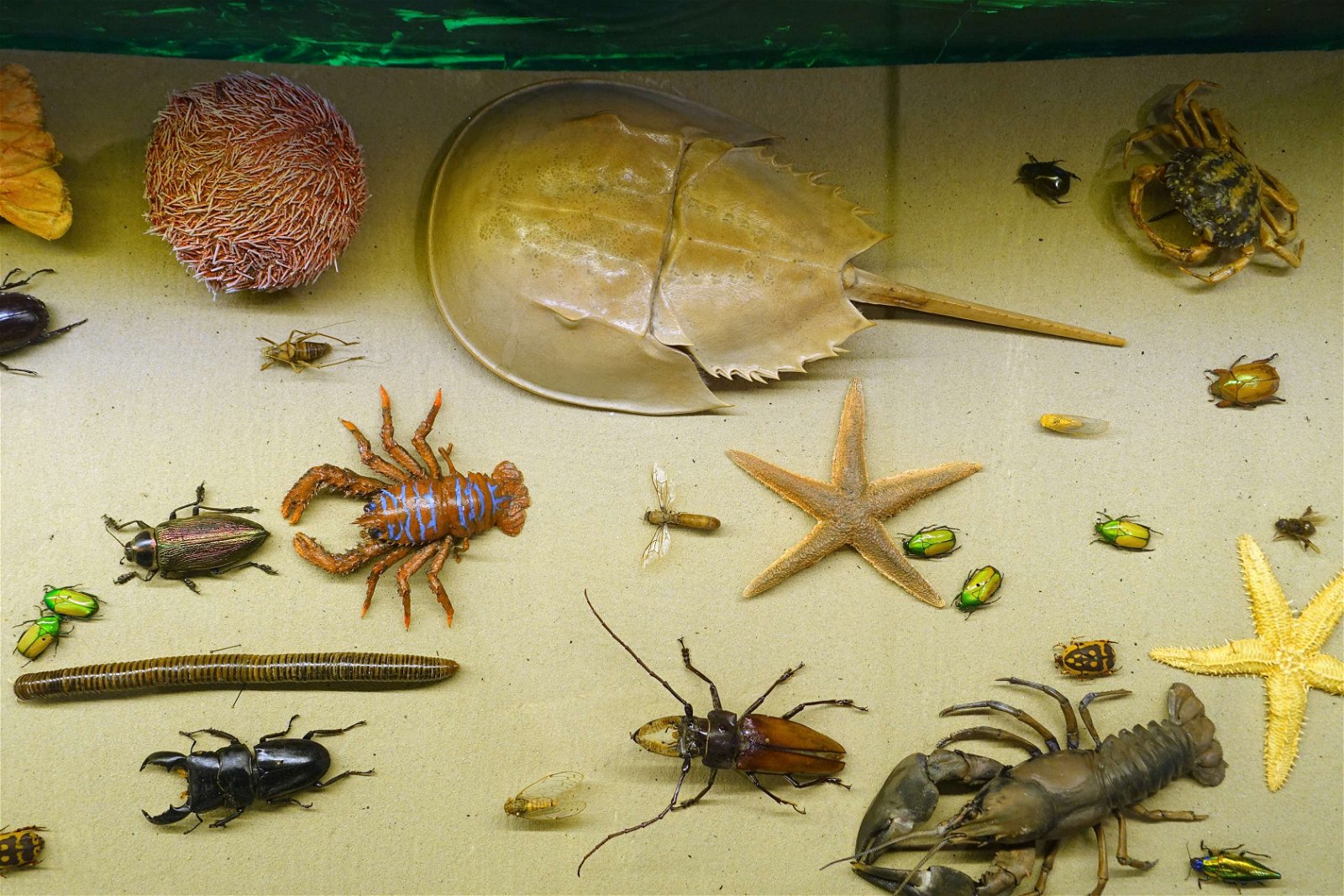 Swedish Museum of Natural History