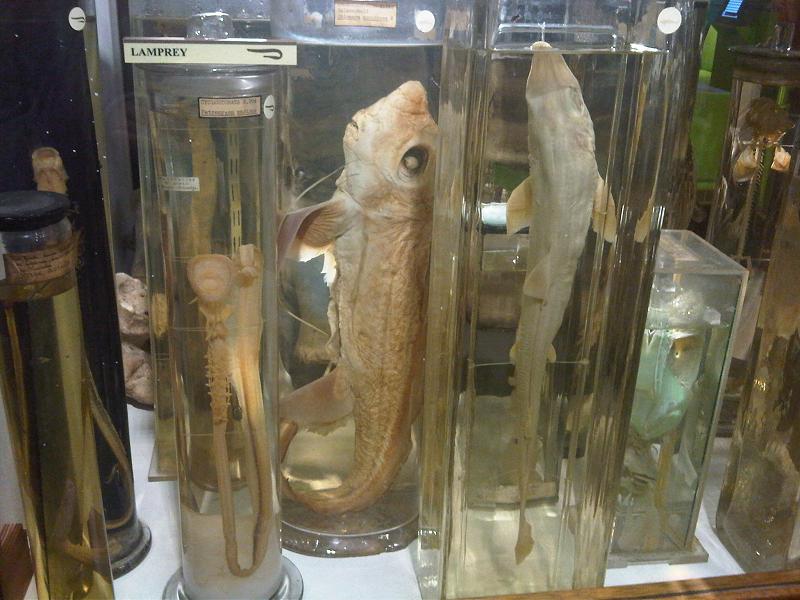 Grant Museum of Zoology