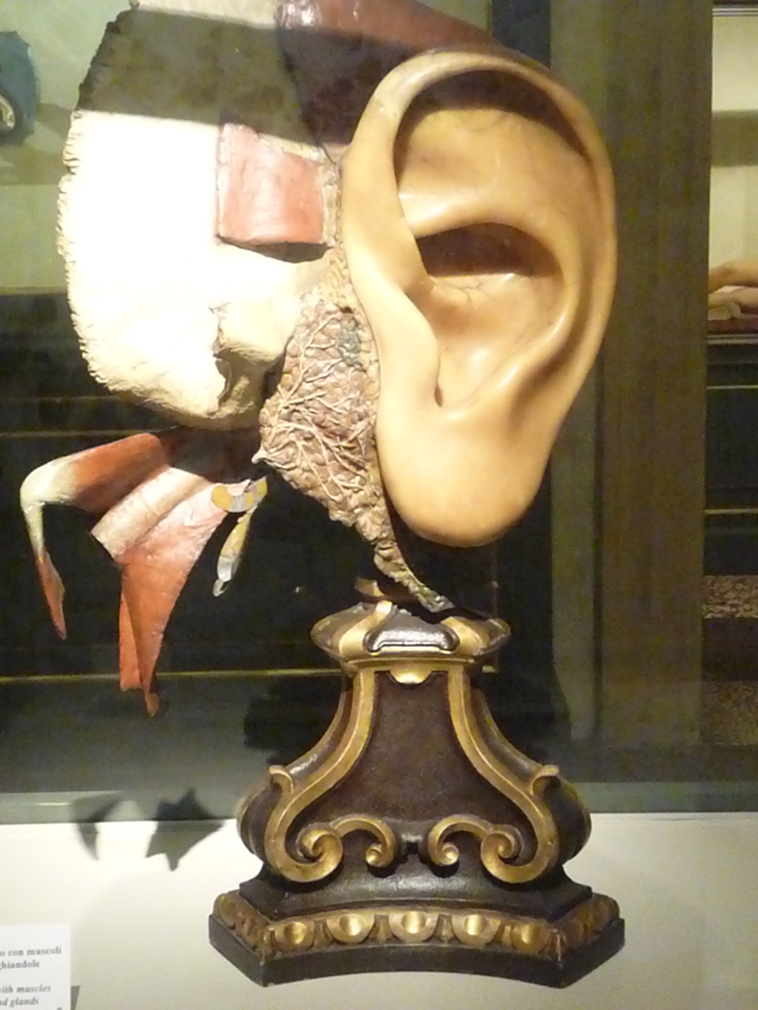 Museo di Palazzo Poggi