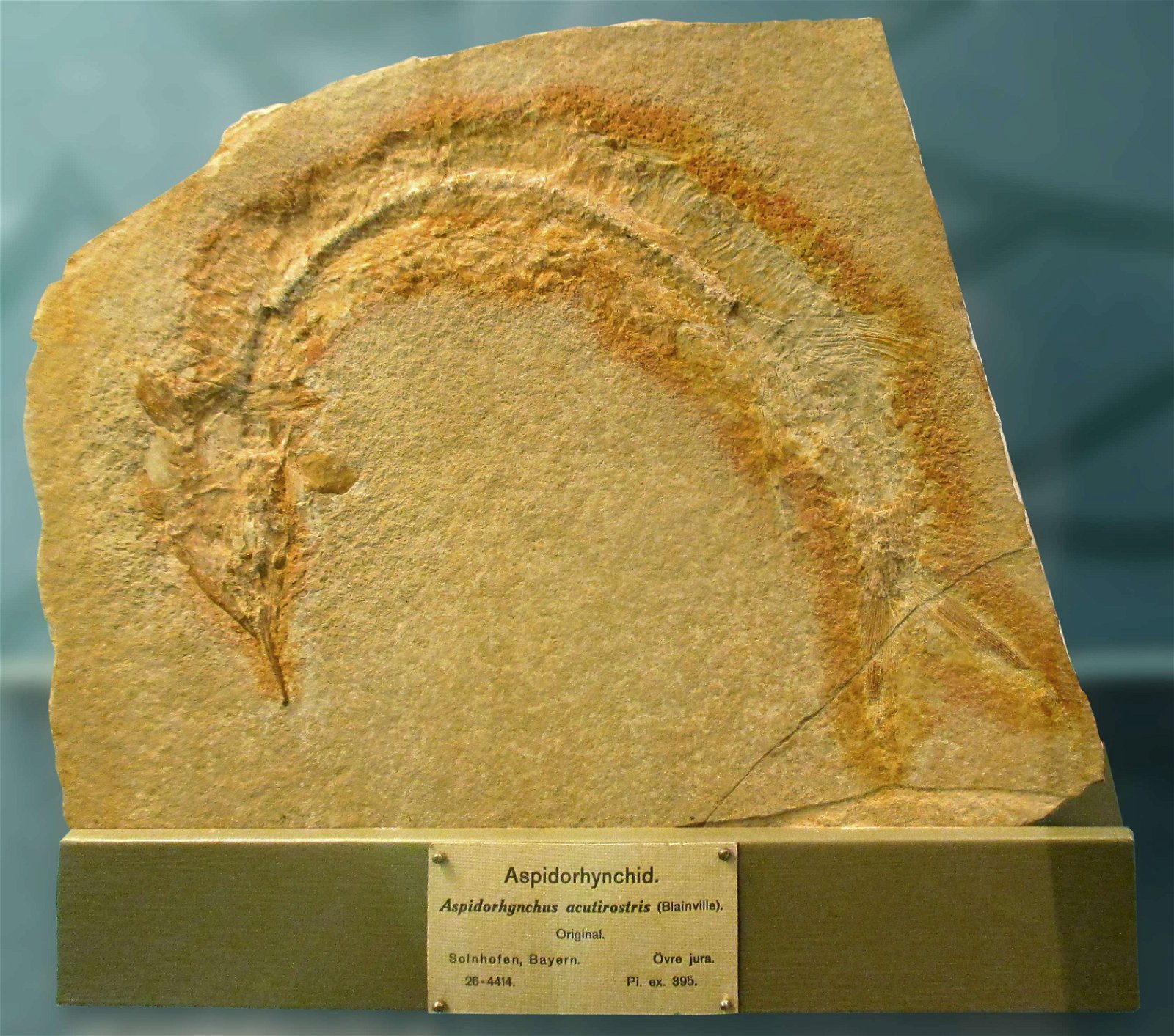 Göteborg Natural History Museum