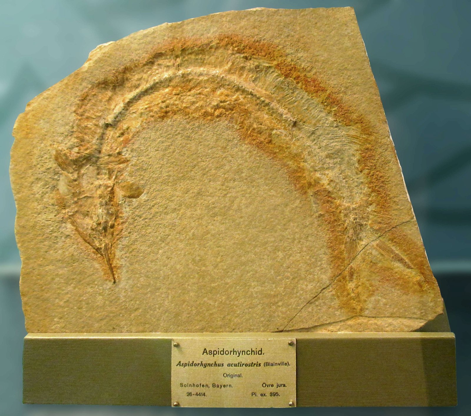 Göteborg Natural History Museum