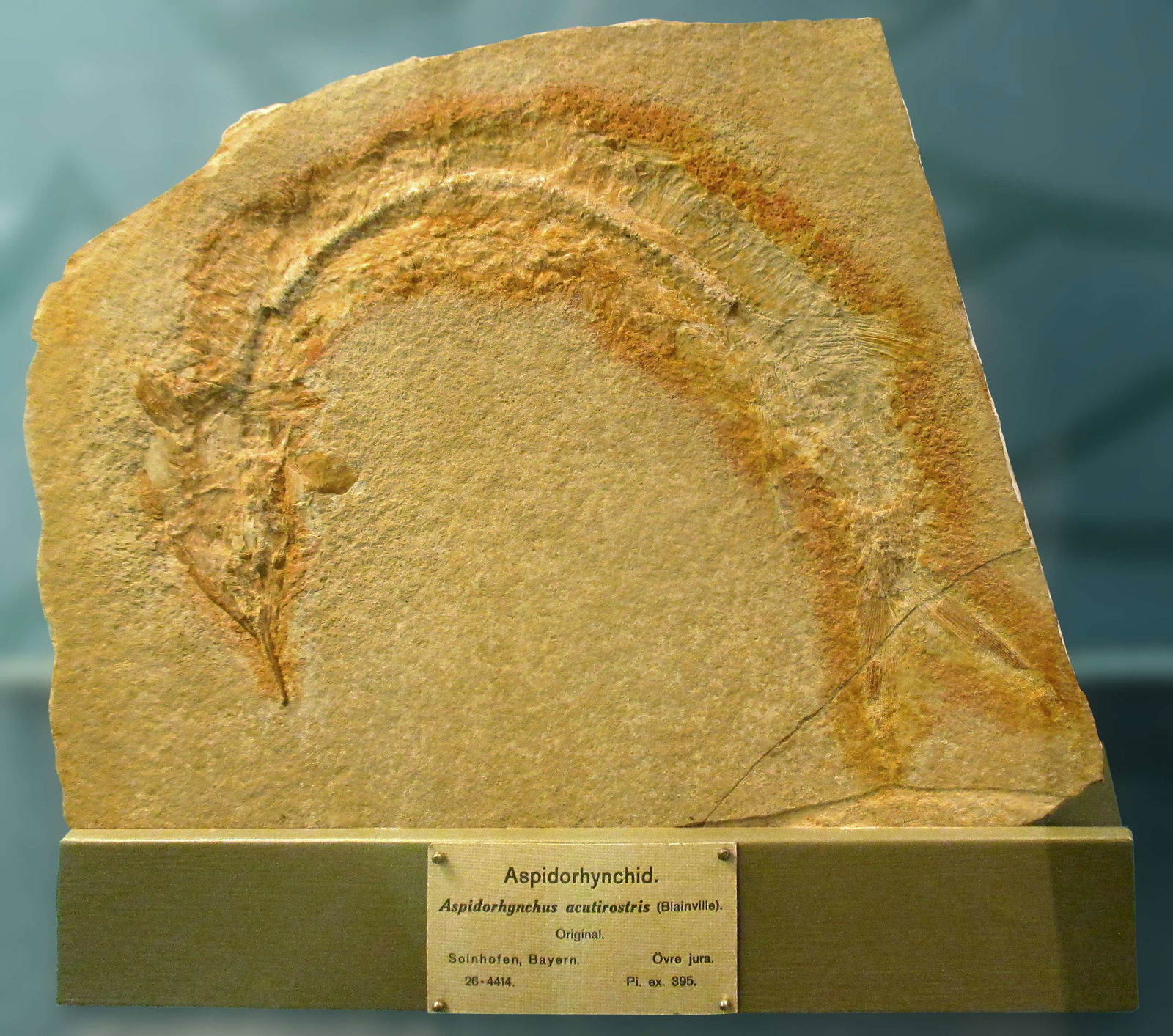 Göteborg Natural History Museum