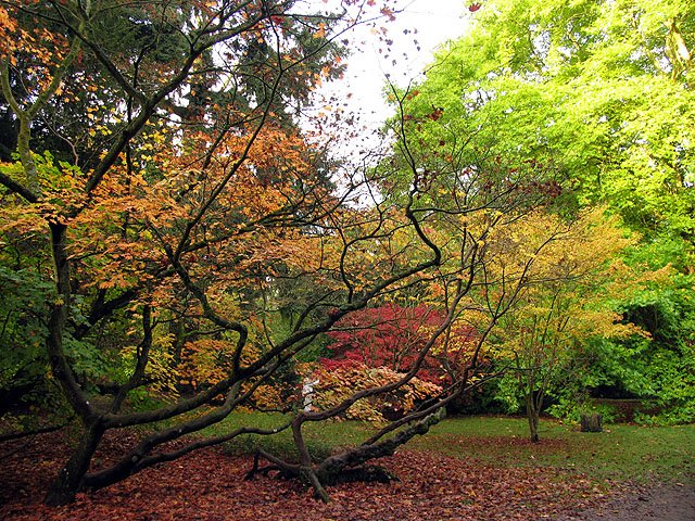 Westonbirt Arboretum