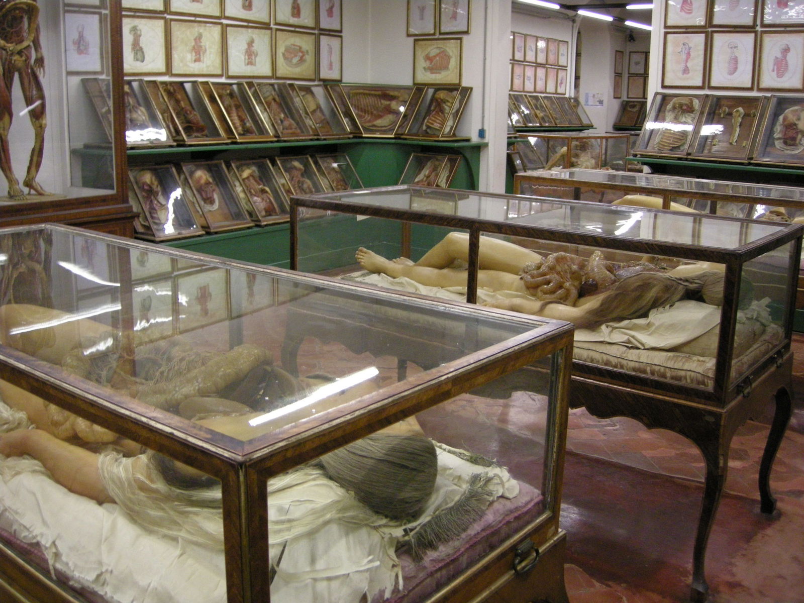 Museo Zoologico La Specola