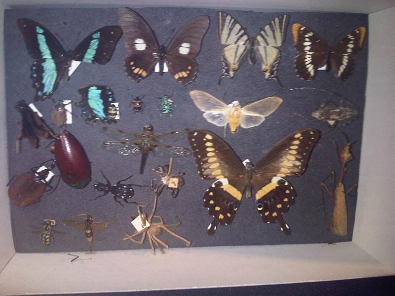 Grant Museum of Zoology