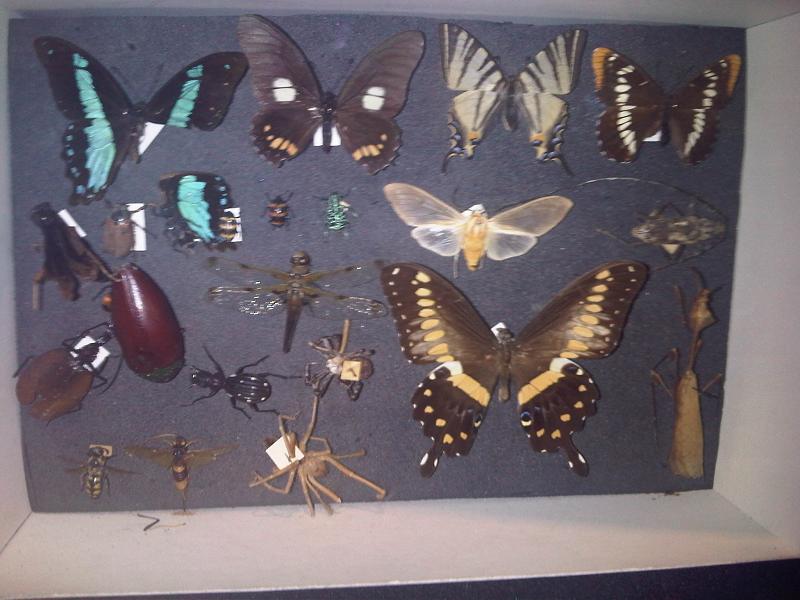 Grant Museum of Zoology