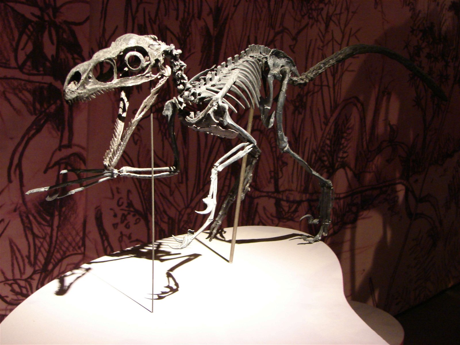 Gallery of Paleontology and Comparative Anatomy