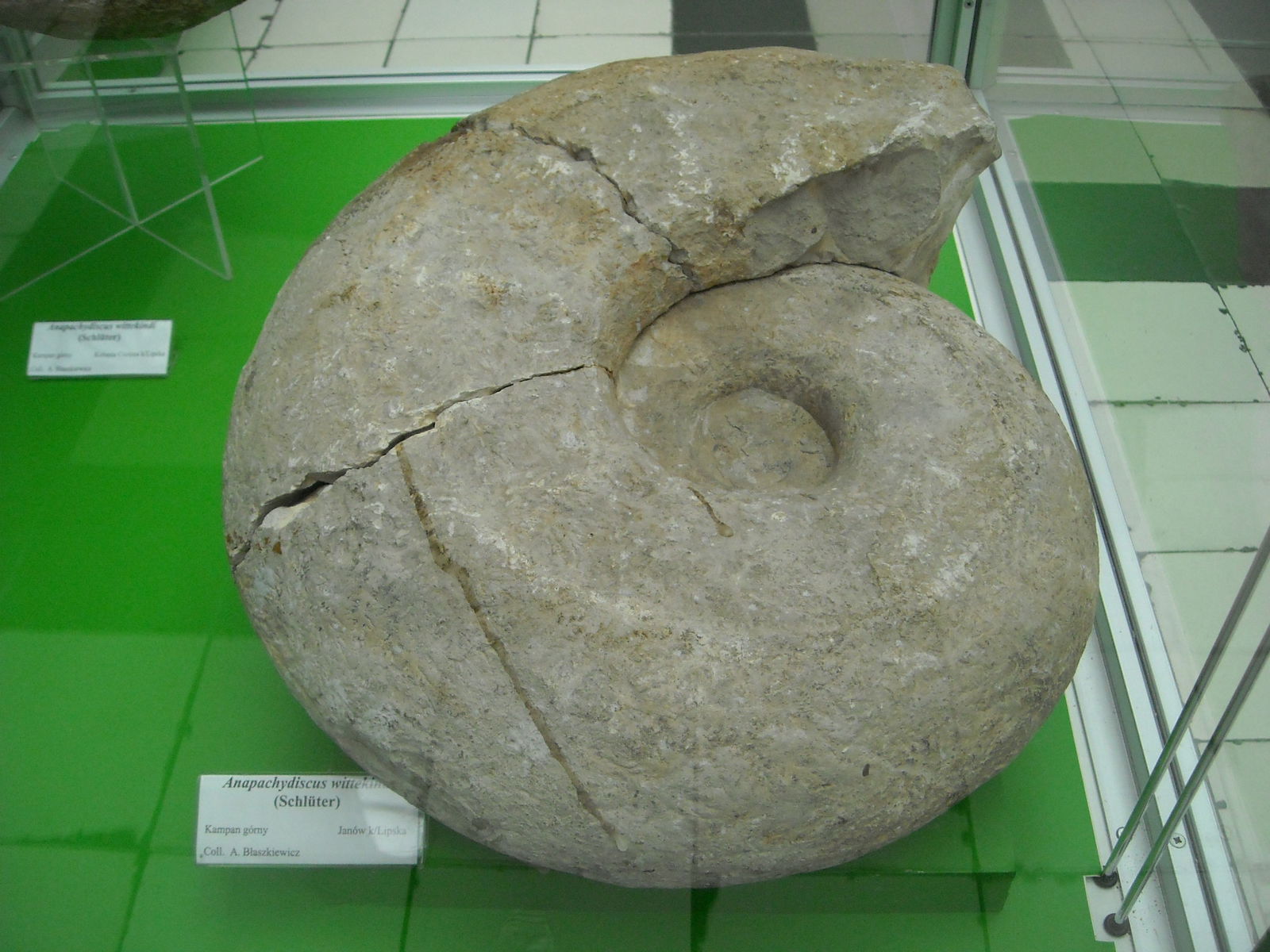 Geological Museum of the Polish Geological Institute