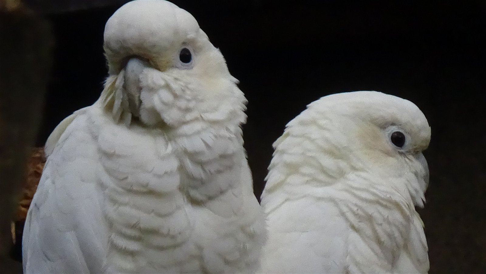 Ménagerie du Jardin des Plantes