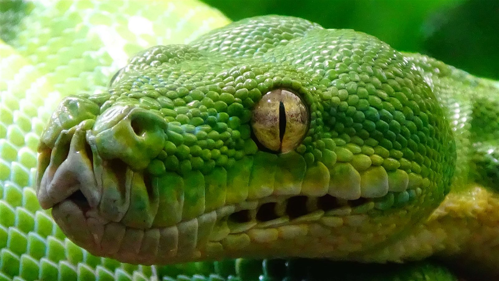 Ménagerie du Jardin des Plantes