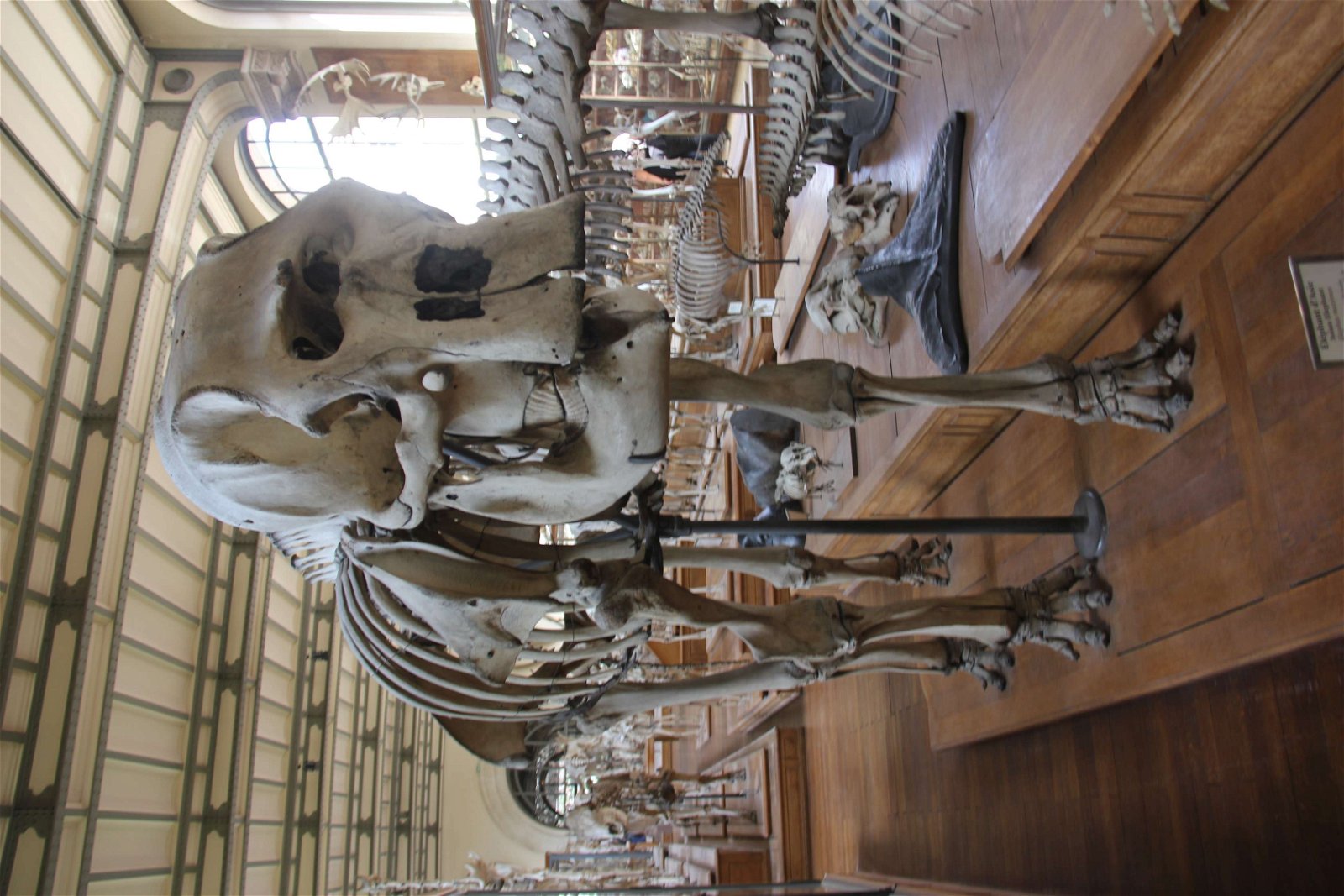 Gallery of Paleontology and Comparative Anatomy
