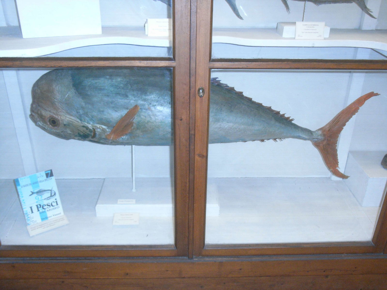 Museo Zoologico La Specola