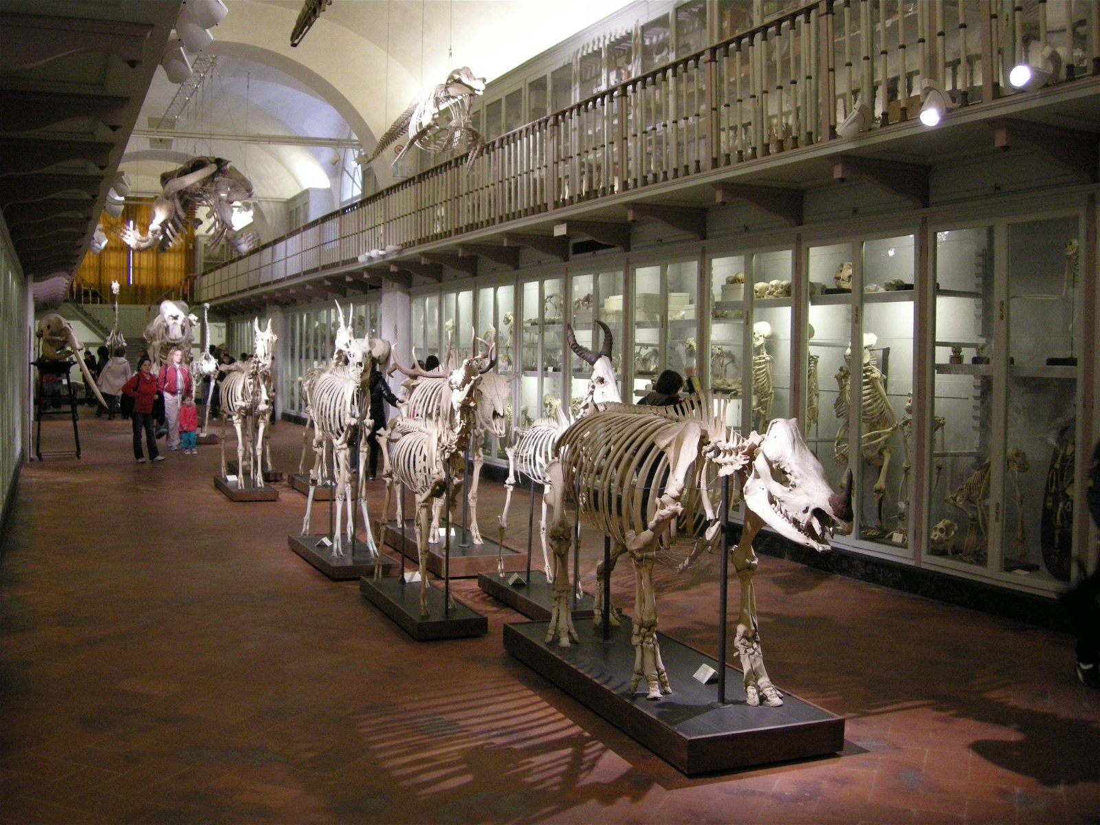 La Specola - Museum of Zoology and Natural History