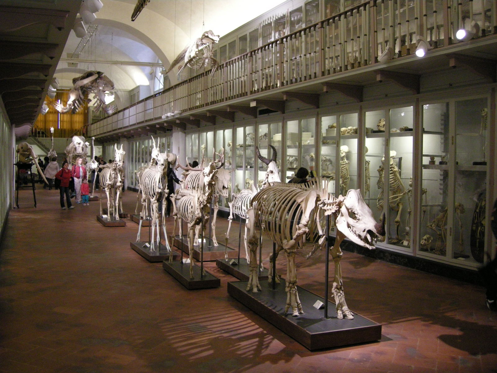 Museo Zoologico La Specola