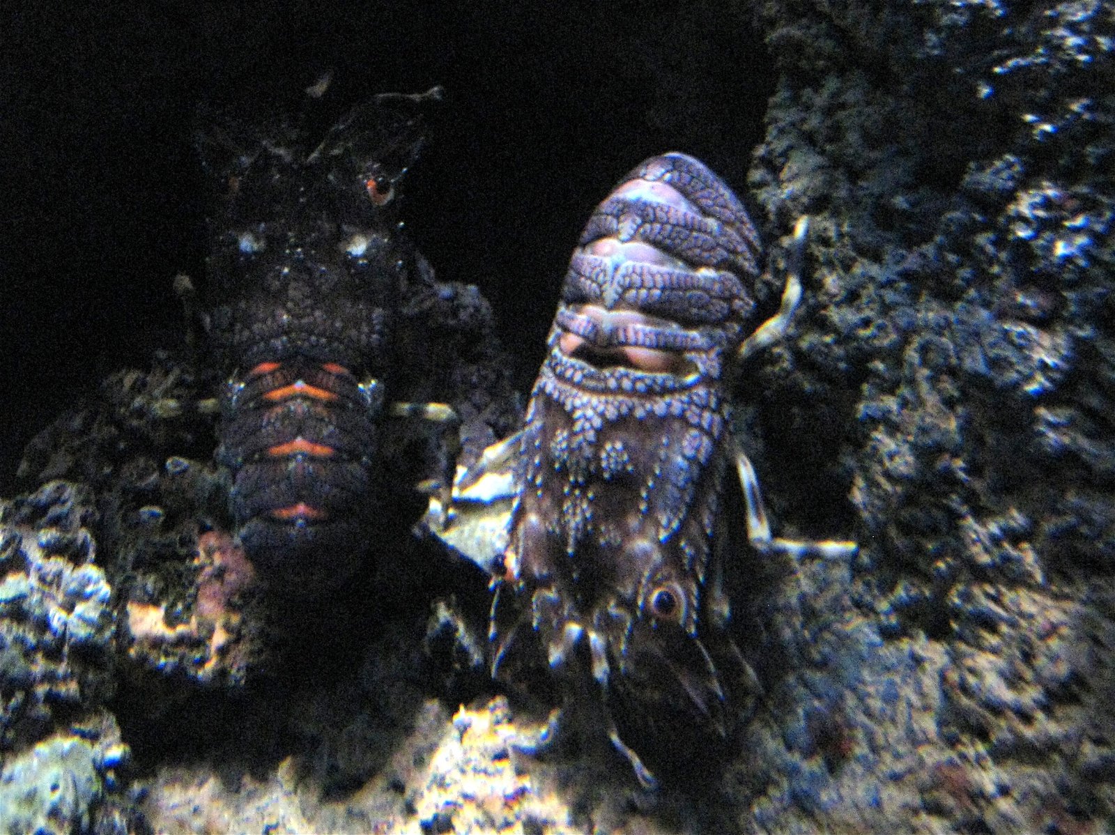 Aquarium de Paris - CineAqua