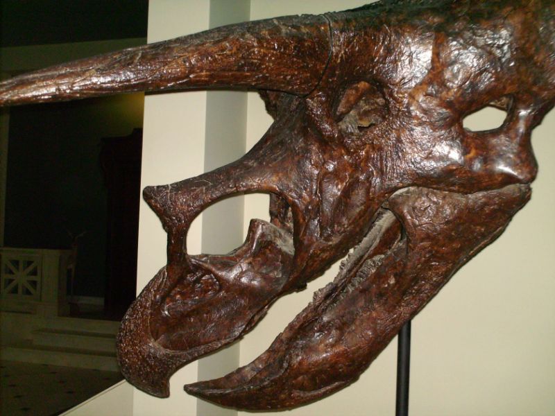 Goulandris Museum of Natural History