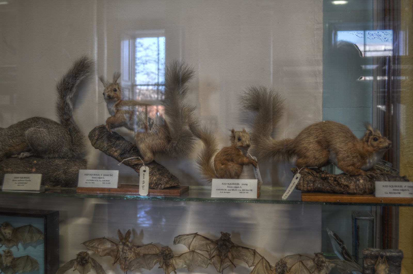 National Museum of Ireland, Merrion Street