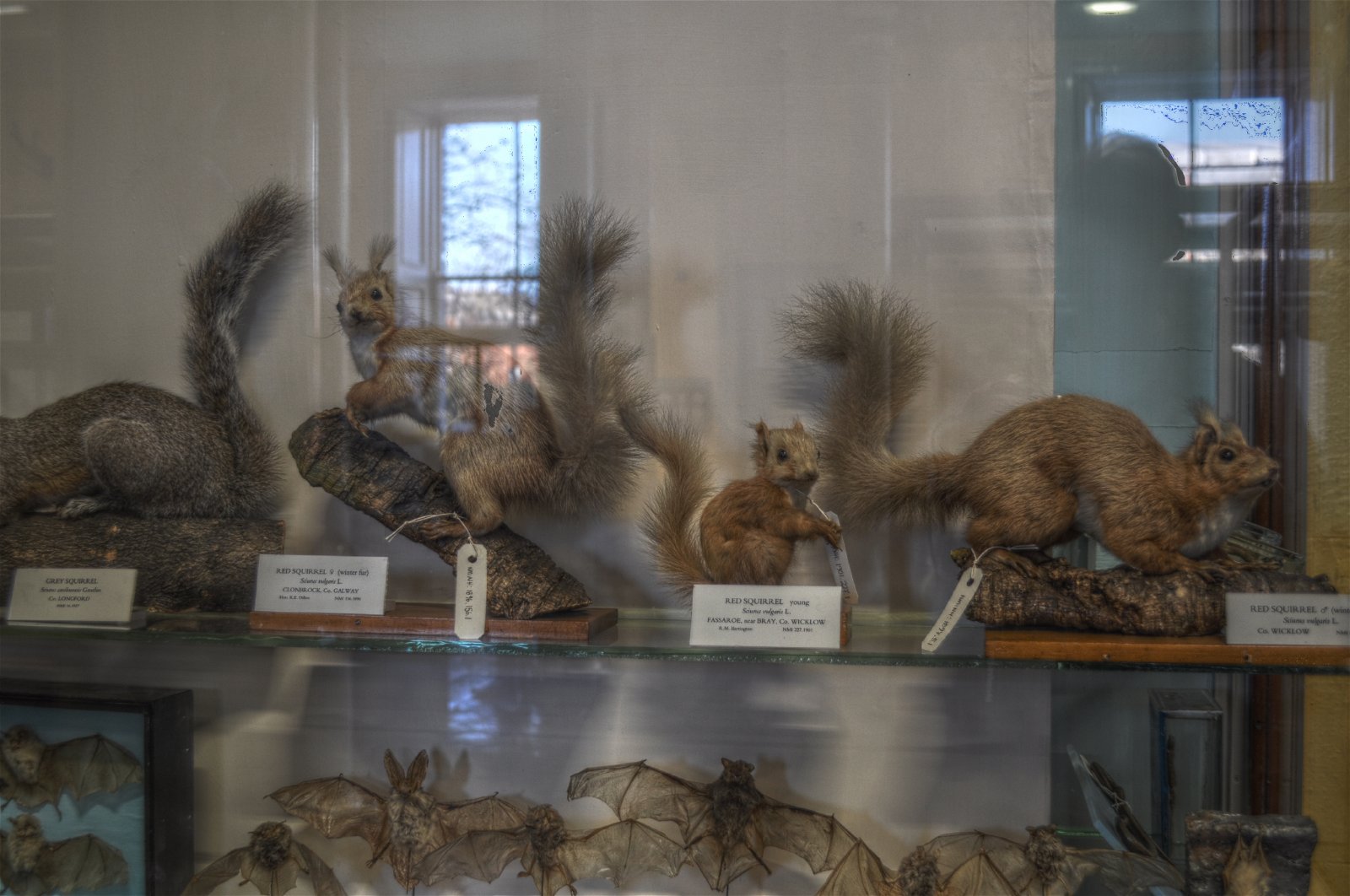 National Museum of Ireland - Natural History