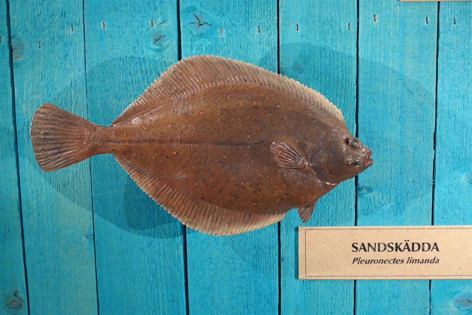 Swedish Museum of Natural History