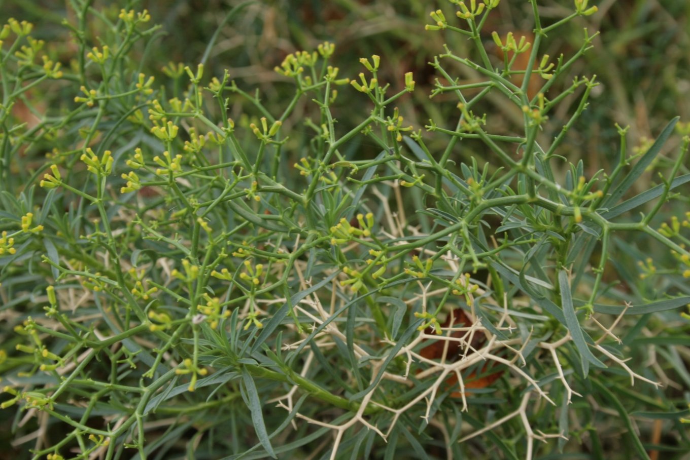 Aarhus Botanical Gardens