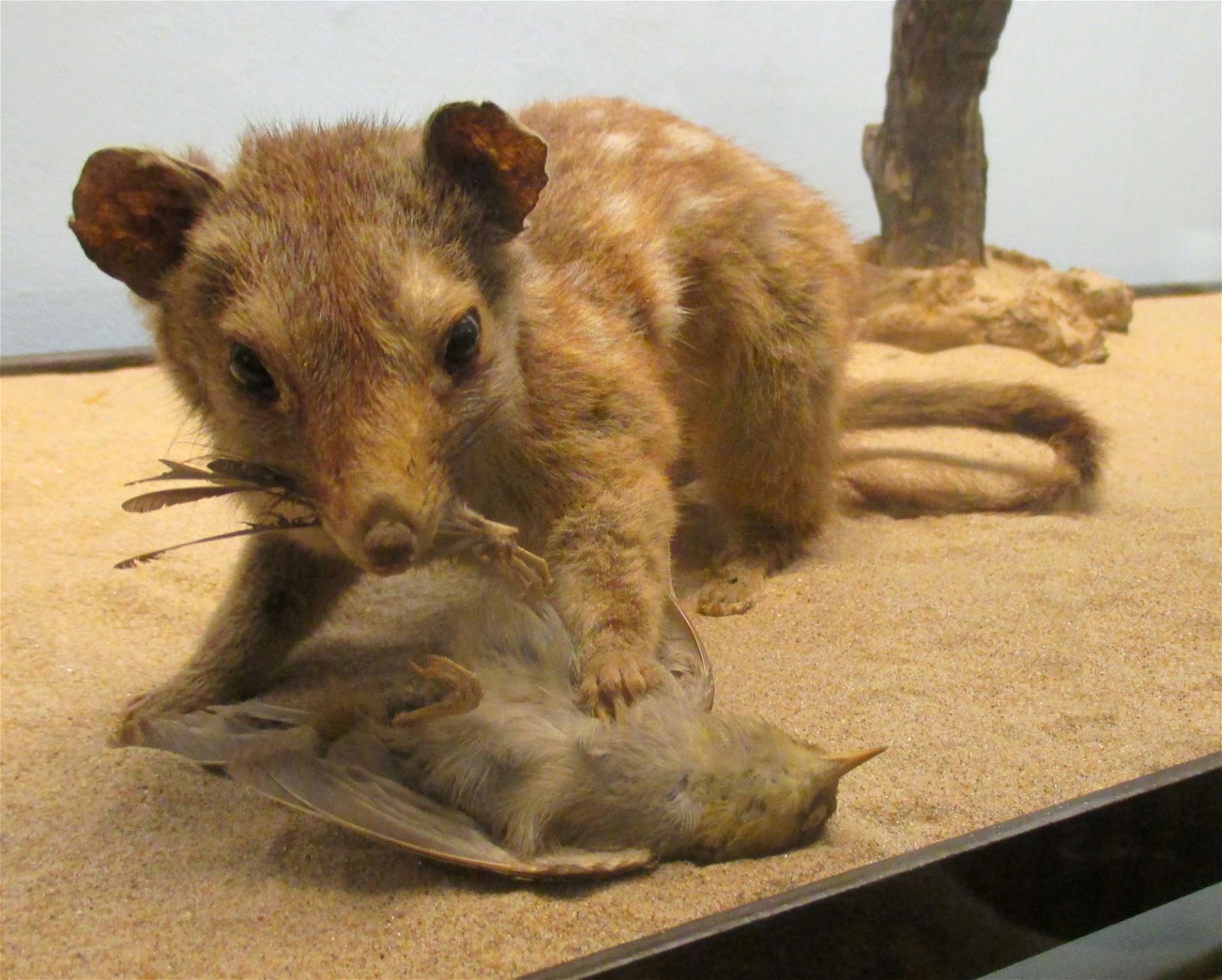 Göteborg Natural History Museum