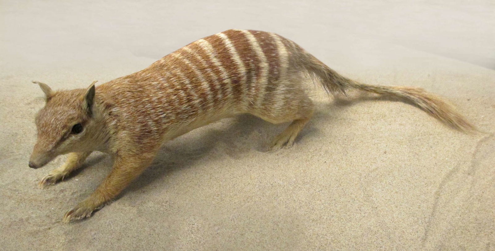 Göteborg Natural History Museum