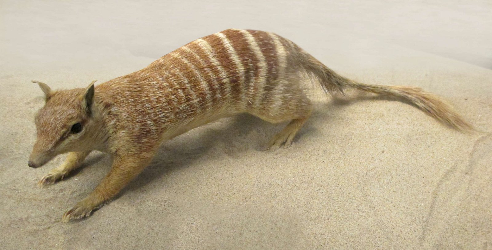 Göteborg Natural History Museum