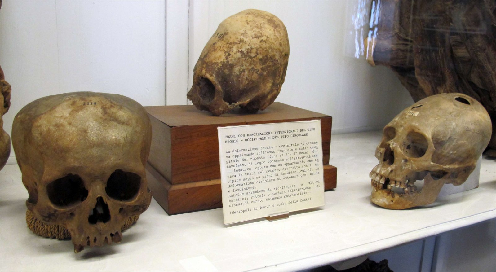 Museum of Anthropology and Ethnology